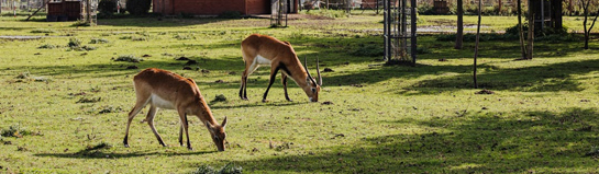 Tierpark & Natur in der Umgebung