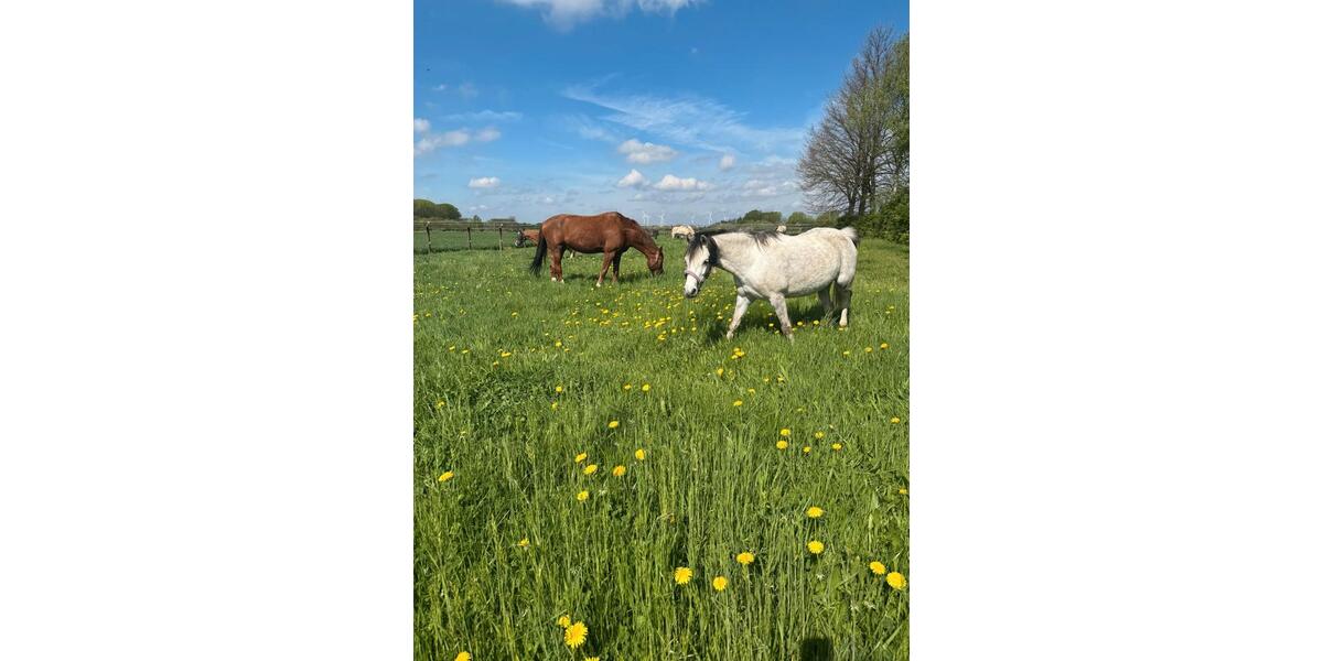 Doppelhaushälfte Eschweiler - 4 Zimmer, 104 m&sup2;, 875&euro; | Angebot:26340229