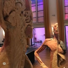 Der menschliche Körper - Sonderausstellung Alsdorf
