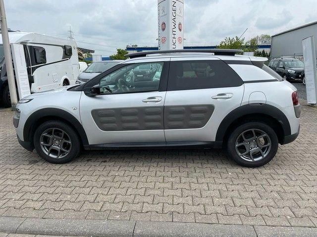 C4 Cactus