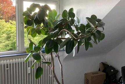 Wohnung 3ZKDBWC ca. 75qm